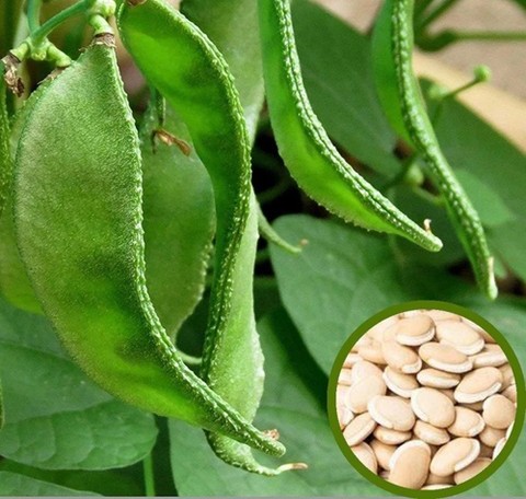 60 runner beans 60pp 043 sree or.jpg