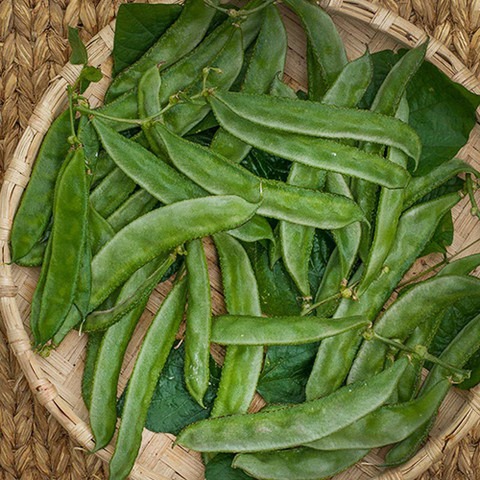 60 runner beans 60pp 036 sree or.jpg