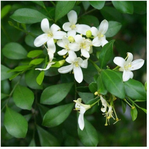 no annual no madhu kamini plant.jpg