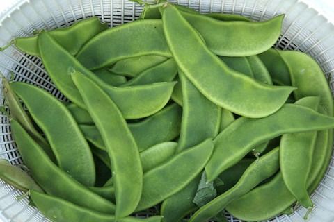 20 mcd007 green india seeds orig.jpg