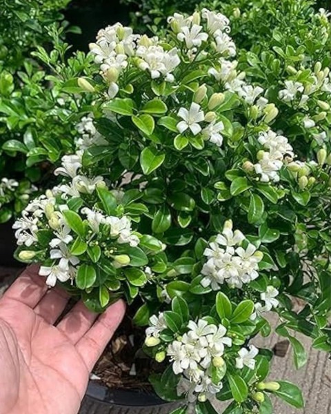 yes perennial yes madhu kamini f.jpg