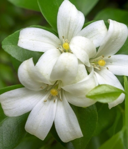 no perennial yes madhu kamini pl (1).jpg
