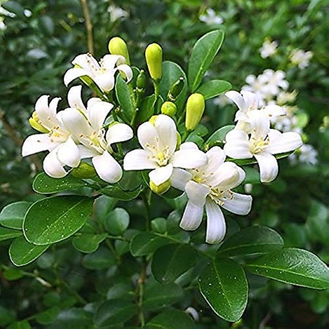 no perennial yes madhu kamini fl.jpg