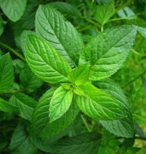 25 mint 112 paudha original imaf.jpg