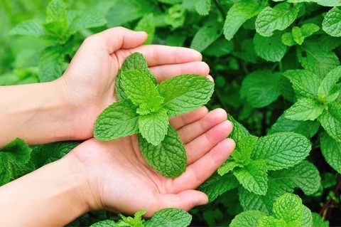 500 vegetable papermint podina s.jpg