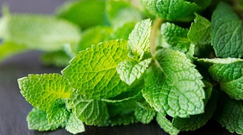 500 vegetable papermint podina s (1).jpg