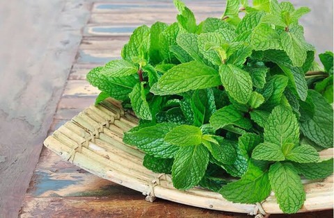 yes perennial no pudina mint pla.jpg
