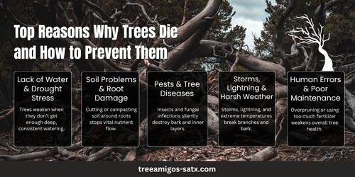 Top Reasons Why Trees Die and How to Prevent Them.jpg