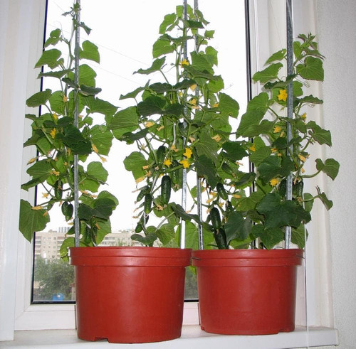 719cGRTCzaL. AC SL1000 .jpg