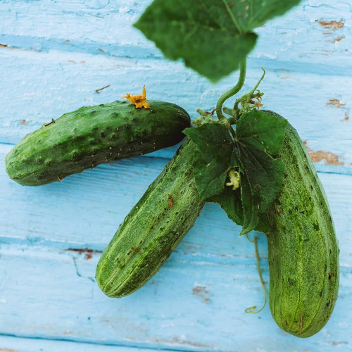 91iZtXesNrL. AC SL1500 .jpg