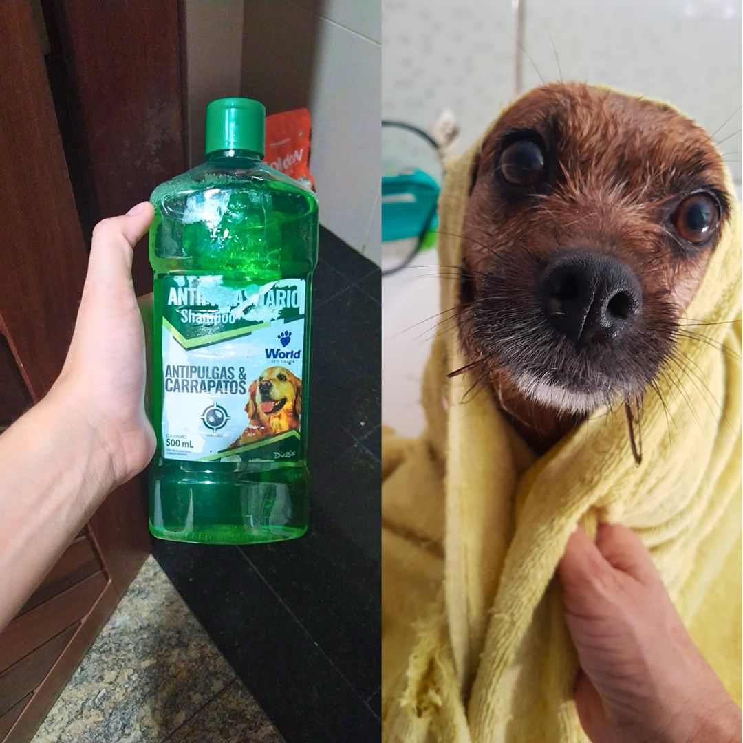 World Veterinária Shampoo Antipulgas E Carrapato Para Cães Verde 500 Ml World Veterinária Shampoo Antipulgas E Carrapato Para Cães Verde 500 Ml