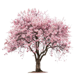 image removebg preview (4).png