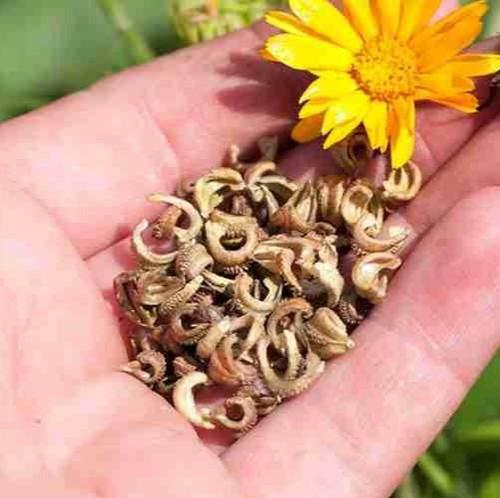 70 calendula hybrid flowerr seed.jpg