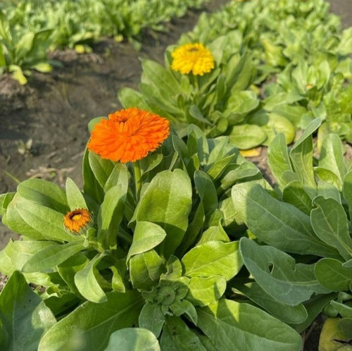 90 calendula hybrid flower seeds.jpg