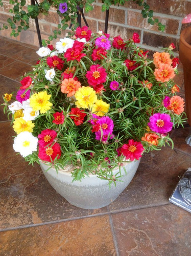 Flores de las 9 10 11 en punto Detalles del cuidado de las Portulacas Cómo cultivar y cuidar.jpg