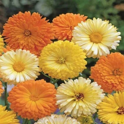 paryavaraan calendula flower see.jpg