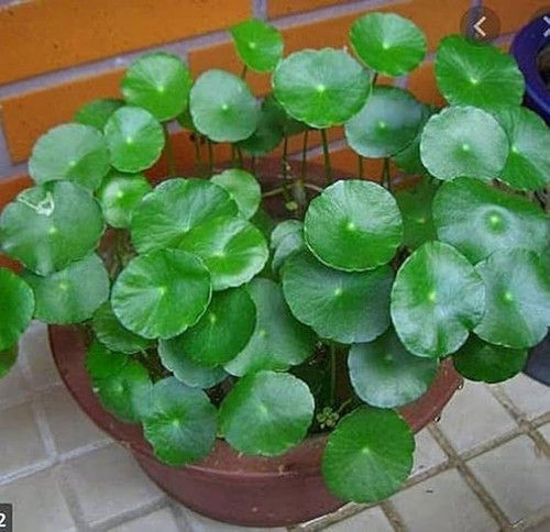 no perennial yes indoor decorati.jpg