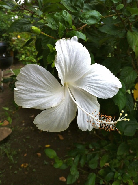 perennial yes yes white hibiscus.jpg