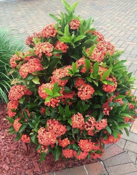 perennial no yes home garden 1 p.jpg