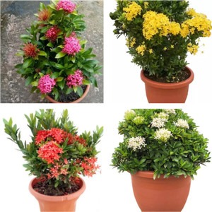 perennial yes yes combo rangon i.jpg