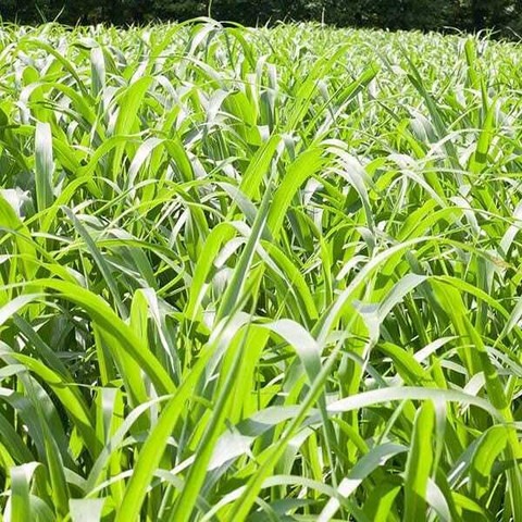 500 malai makhan grass seeds 500.jpg
