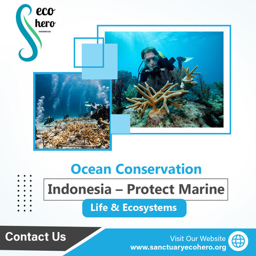 Ocean Conservation Indonesia – Protect Marine Life & Ecosystems.jpg