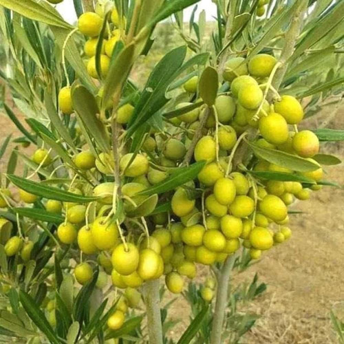 online plant bazar green alltime.jpg