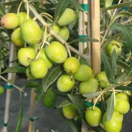 online plant bazar green alltime (1).jpg