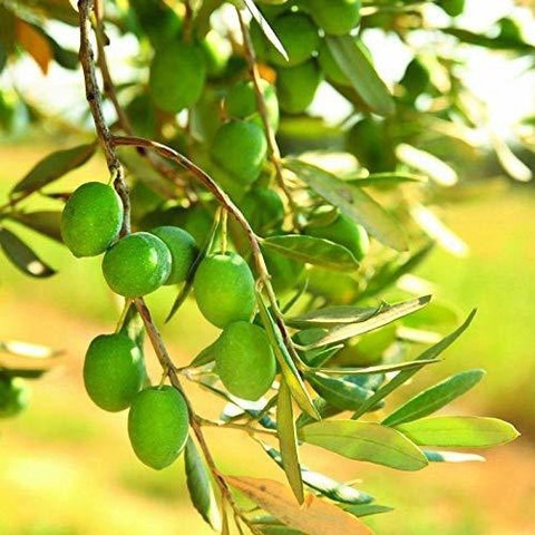 1 live ceylon olive plant jolpai.jpg