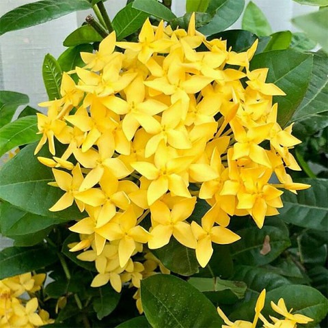 no perennial yes ixora rongona j.jpg