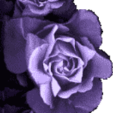 rose left