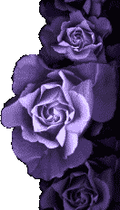 rose right.png
