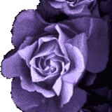 rose right