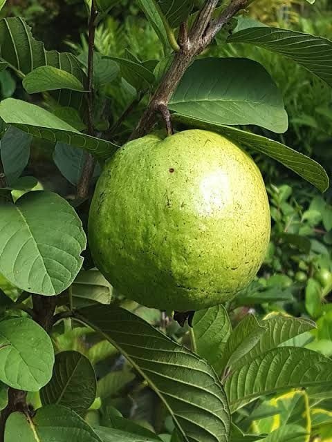 no perennial yes thai 7 guava fr.jpg
