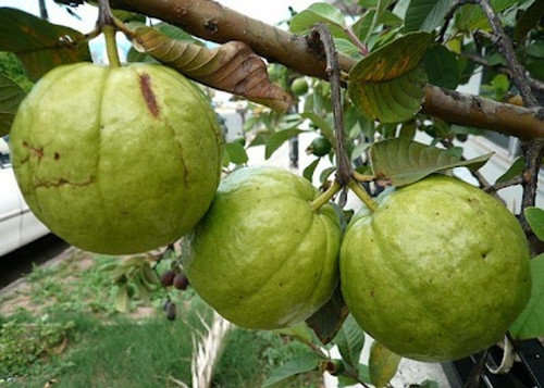 no perennial yes hybride guava m.jpg