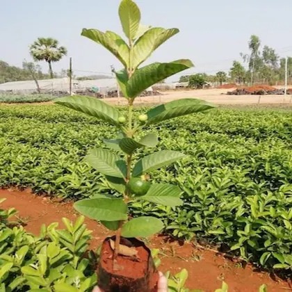 cloud farm hybrid guava plant 20.jpg