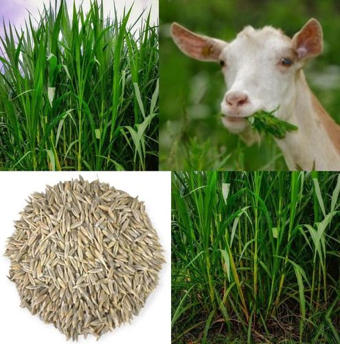 61NFov3Wn9L. UF1000,1000 QL80.jpg