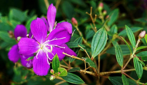 online plant bazar begum bahar t (1).jpg