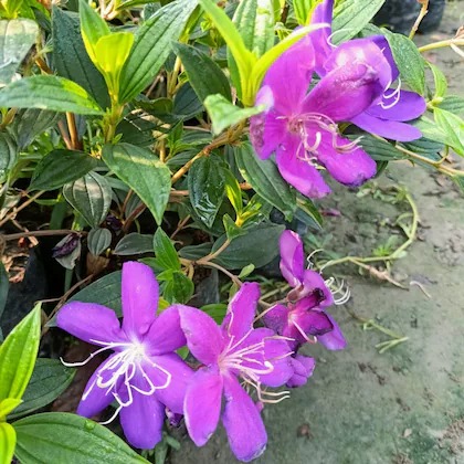 online plant bazar purple tibouc (1).jpg