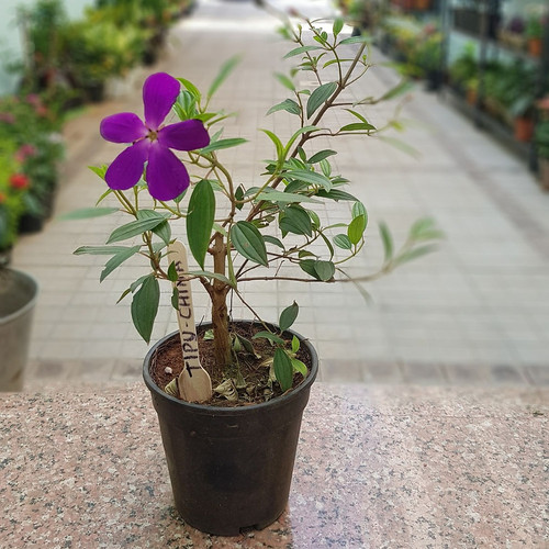 020b17 4ee53be876ac43cdb5a53d22e.jpg