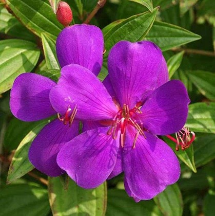 online plant bazar begum bahar t.jpg