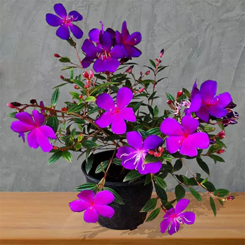 online plant bazar begum bahar f.jpg