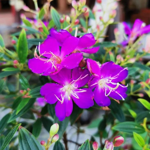 online plant bazar purple tibouc.jpg
