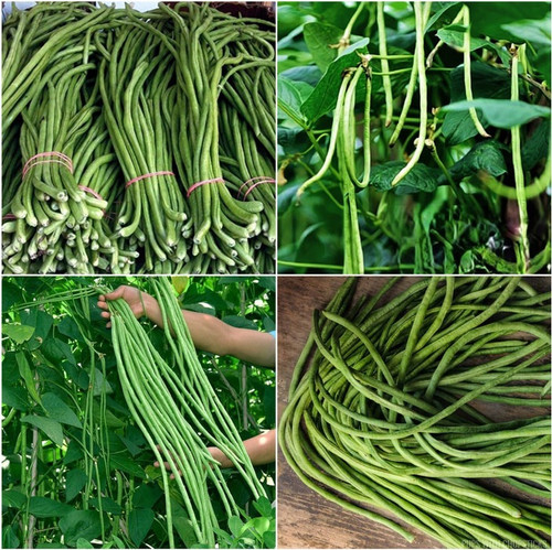 38 long beans seeds ecofusion or.jpg