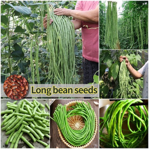42 long bean seeds thrive in war.jpg
