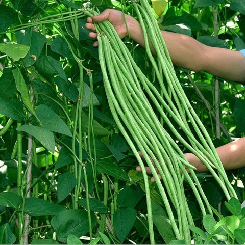 200 long yard bean seeds jkfarm.jpg