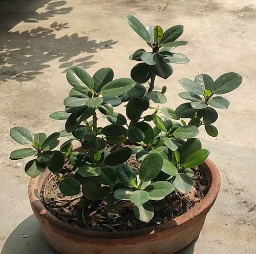cloud farm hybrid chinese ficus.jpg