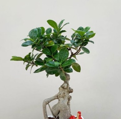 yes perennial yes ficus bonsai w.jpg