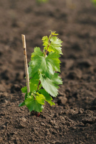 Planting Grapes How To Grow Your Own Grape Vines With Ease!.jpg