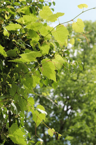 foraging for grape leaves in Chicago Cardamom and Tea.jpg